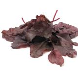 Babyleaf - Rote Bete