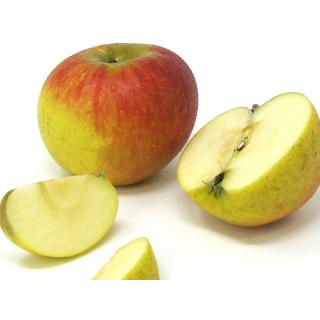 Äpfel - "Knebusch"