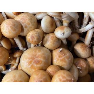 Pilze - Goldkäppchen