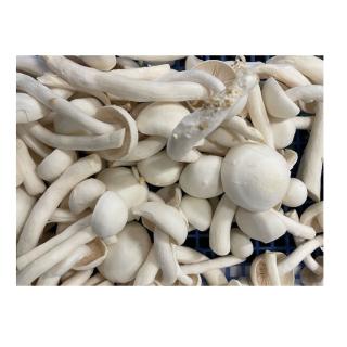 Pilze - Weißer Buchenpilz