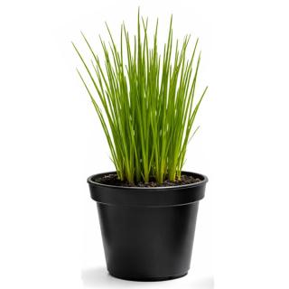 Kräutertopf Schnittlauch