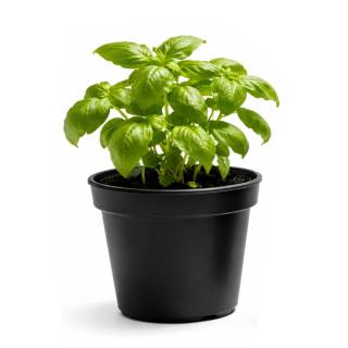 Kräutertopf, Basilikum