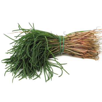 Mönchsbart Bund ca. 100g