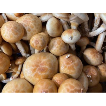 Pilze - Goldkäppchen