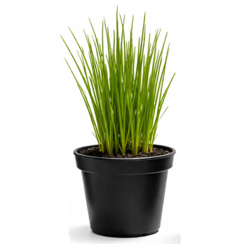 Kräutertopf Schnittlauch