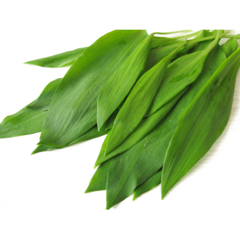 Bärlauch Bund, ca. 40g