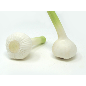 Knoblauch frisch